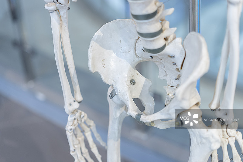 医学教学用人体骨骼头骨特写图片素材