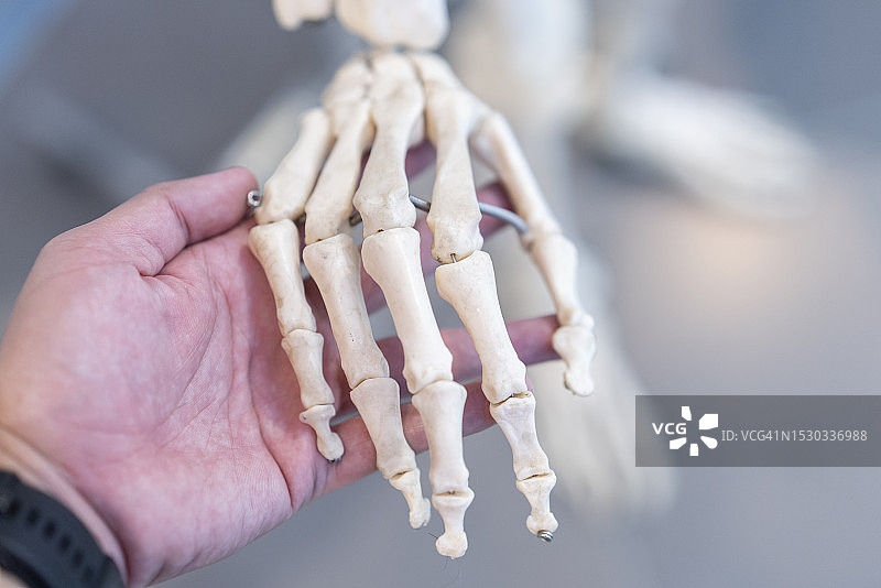 医学教育与培训用人体骨骼教育资源特写图片素材