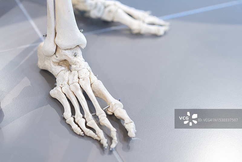 用于医学教育和培训的教育资源：人体骨骼特写图片素材