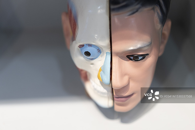 教学资源特写：用于医学教育和培训的人头模型图片素材