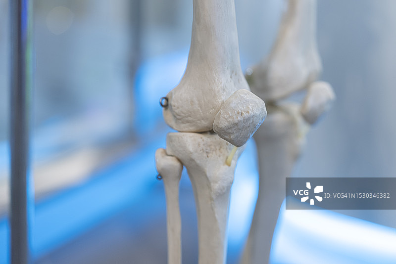 医学教育人体骨骼脚趾特写图片素材