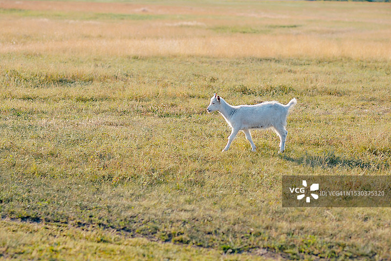 在草地上行走的山羊农场动物图片素材