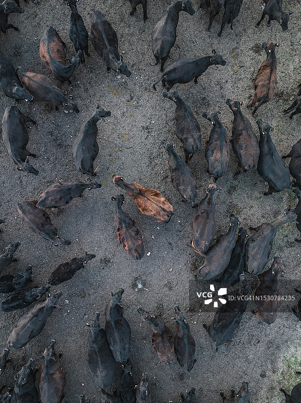 无人机拍摄的澳大利亚南澳州牧场上的牛群图片素材