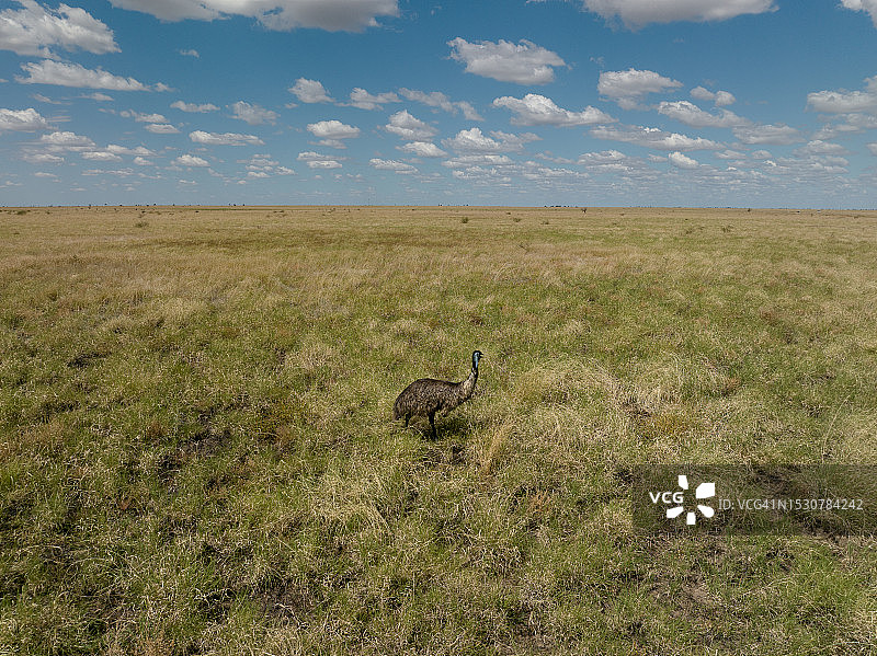 高角度视角：澳大利亚昆士兰州的鸸鹋图片素材