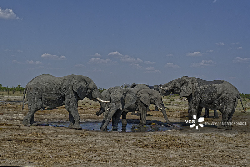 从近乎干涸的水源地饮水的大象图片素材