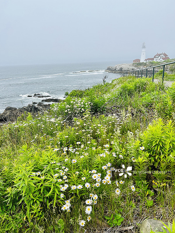 雾中的波特兰灯塔和雏菊图片素材