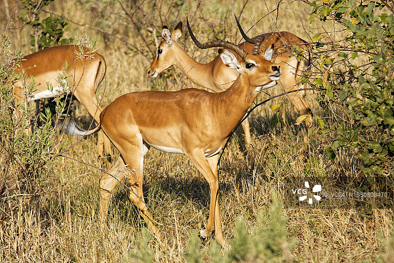 发情期的雄性黑斑羚图片素材