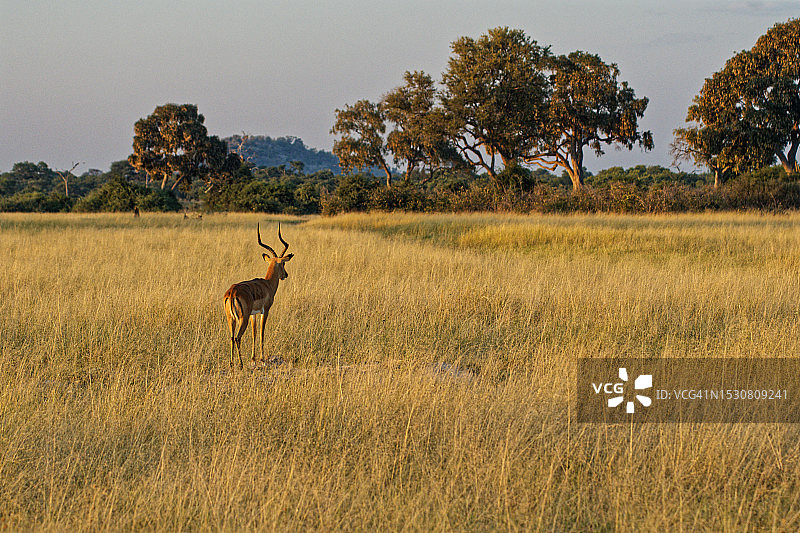清晨，大型干燥草地上的黑斑羚图片素材