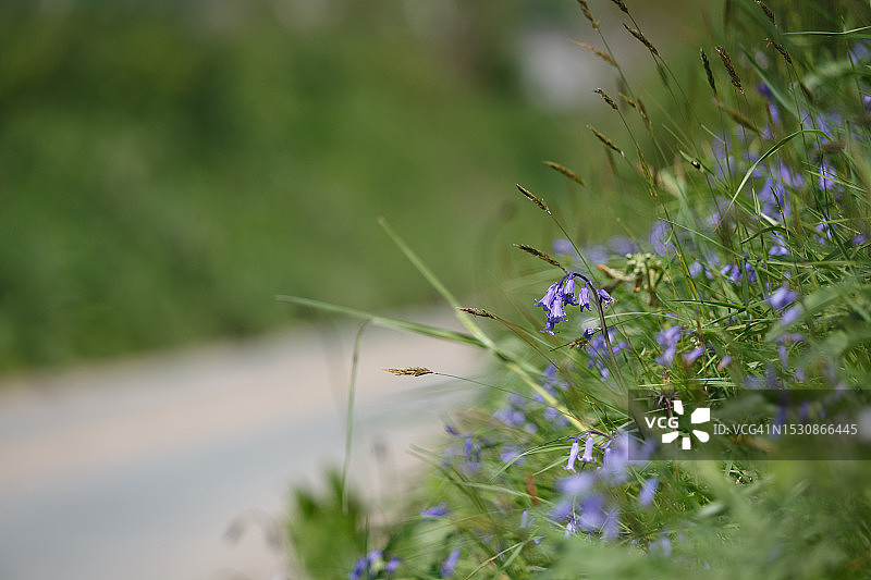 草地堤岸上盛开的风铃草图片素材