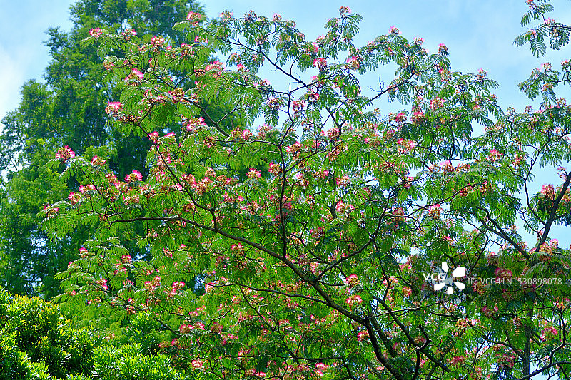 合欢树：蓬松的粉色绒球花图片素材