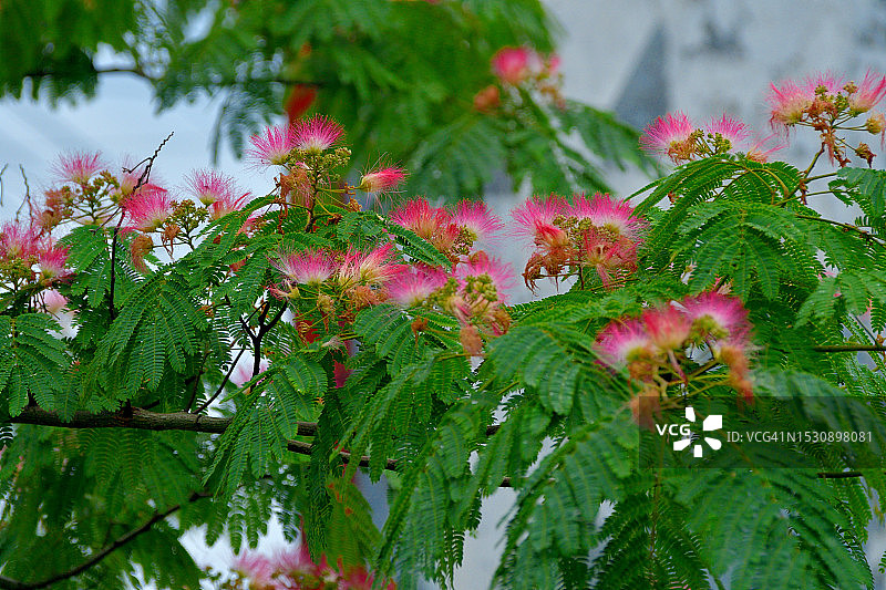 合欢树：蓬松的粉色绒球花图片素材