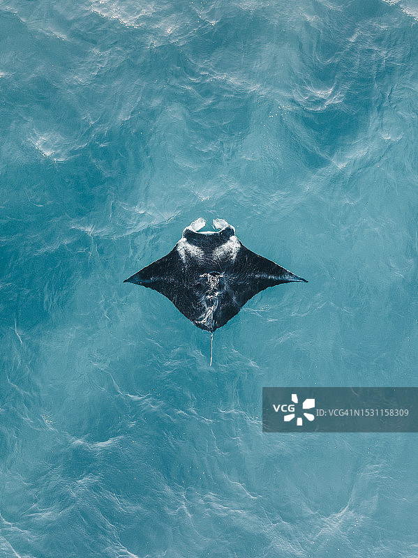 显示蝠鲼在印度洋中游泳的无人机视角，澳大利亚西澳大利亚州埃克斯茅斯图片素材