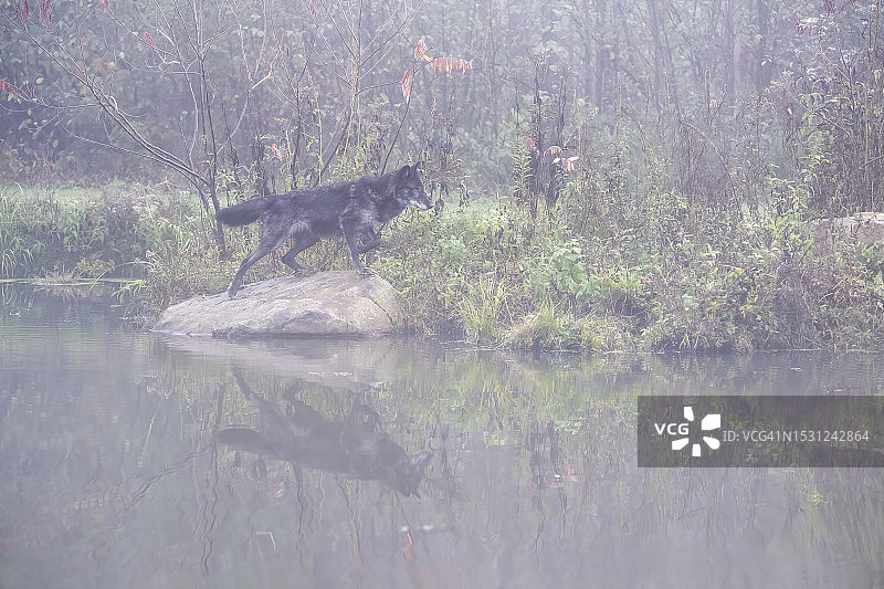 成年灰狼图片素材