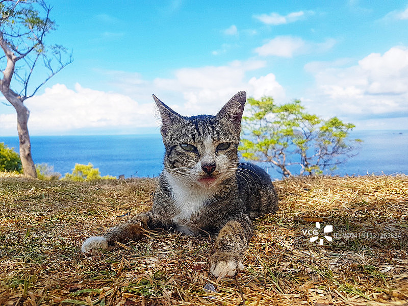 悬崖边上打瞌睡的猫图片素材