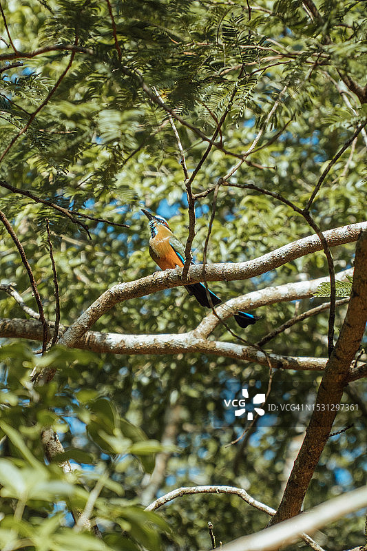 绿咬鹃栖息在墨西哥南部奇琴伊察古城周围丛林中的树上图片素材