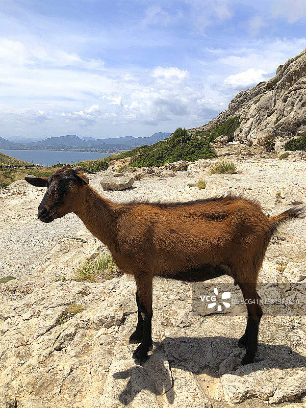 马略卡岛上的山羊图片素材