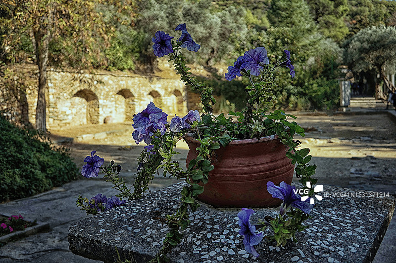 塞尔丘克附近圣母玛利亚家中的一大盆鲜花图片素材
