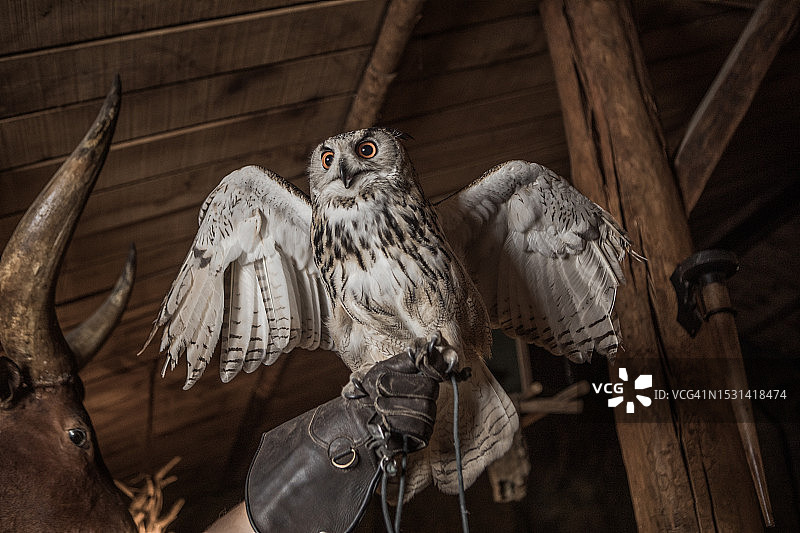 猛禽幼鸟站在驯养员的手套上图片素材