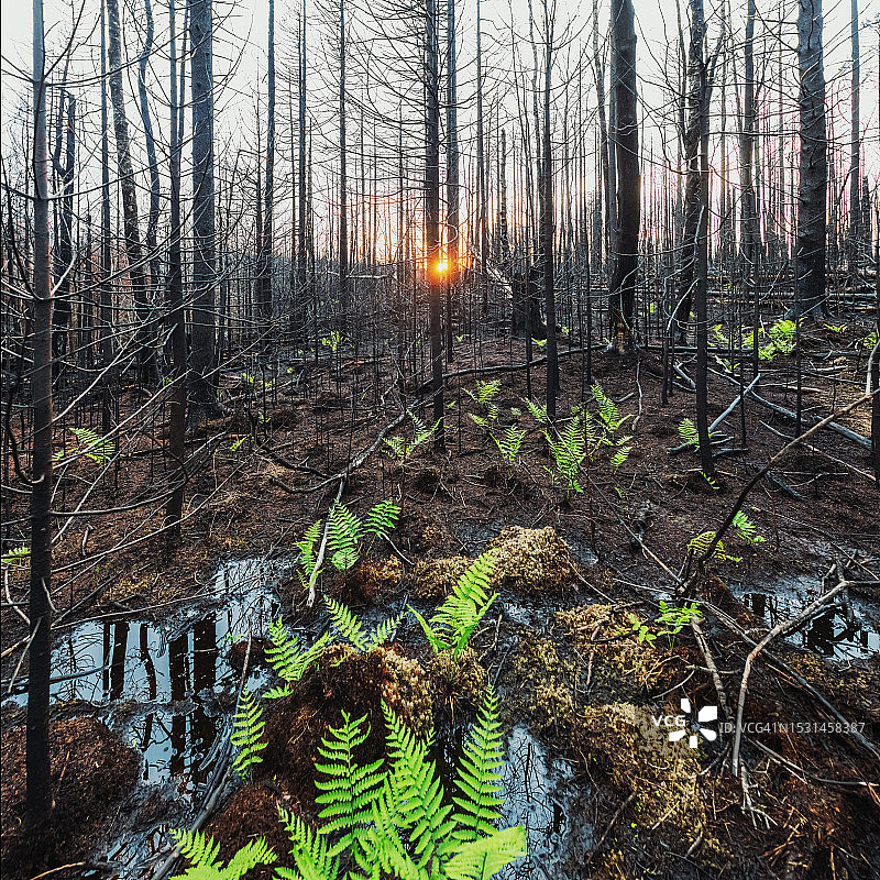 野火过后生长的蕨类植物图片素材
