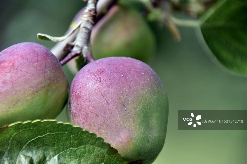 苹果花图片素材
