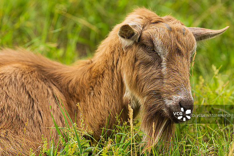 羊在山坡上吃草：牲畜农场图片素材