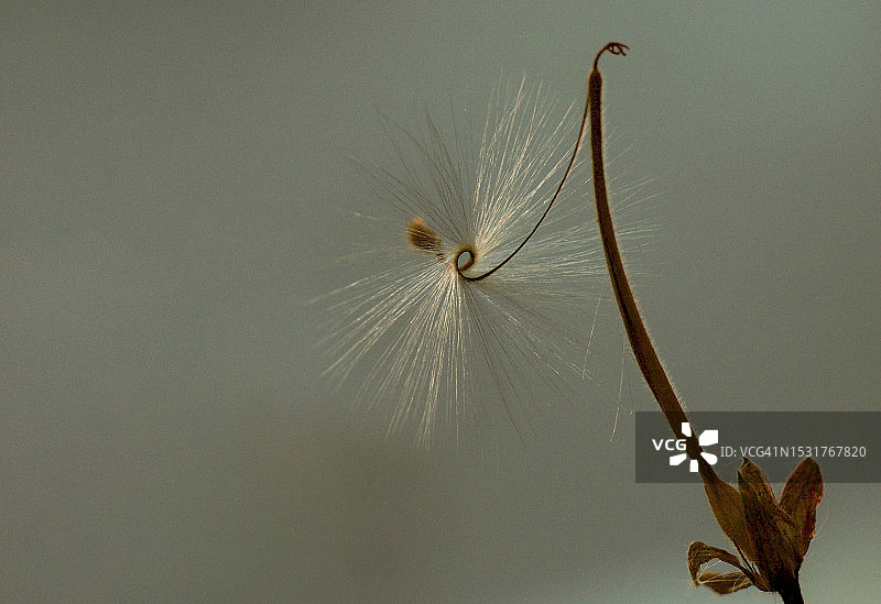 天竺葵种子头图片素材