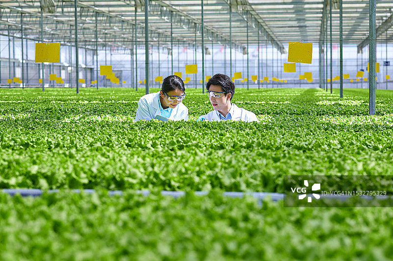 两位亚洲青年研究员在蔬菜温室检查植物图片素材