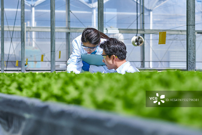 两位亚洲青年研究员在蔬菜温室检查植物图片素材