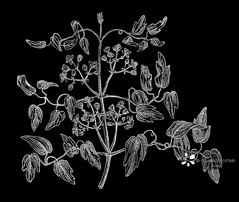 老式植物学插画：欧洲铁线莲图片素材