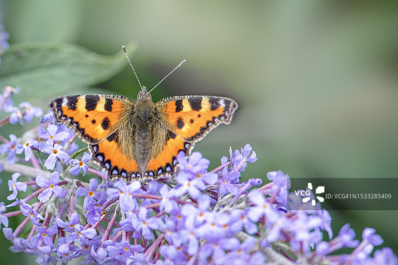 翅膀张开的大紫蛱蝶，在紫色醉鱼草花上图片素材