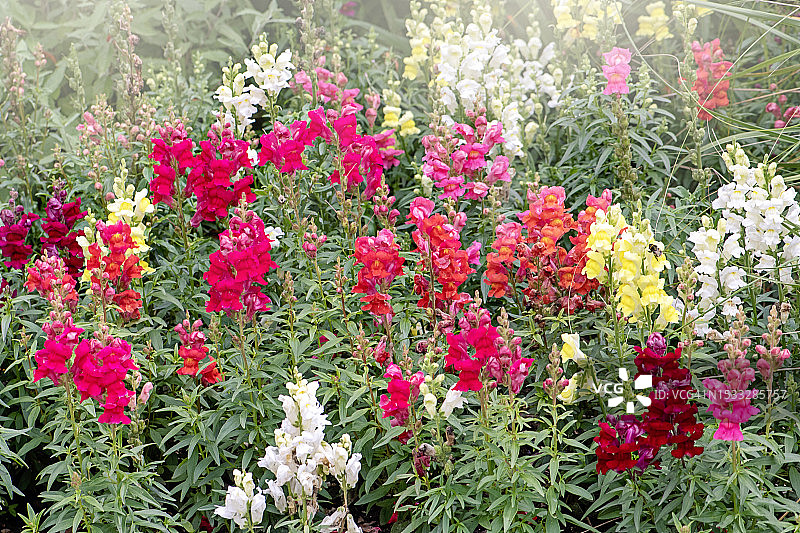 金鱼草或龙头花美丽多彩的夏日花朵图片素材