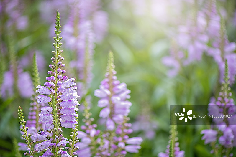 美丽的囊萼花夏季花朵图片素材