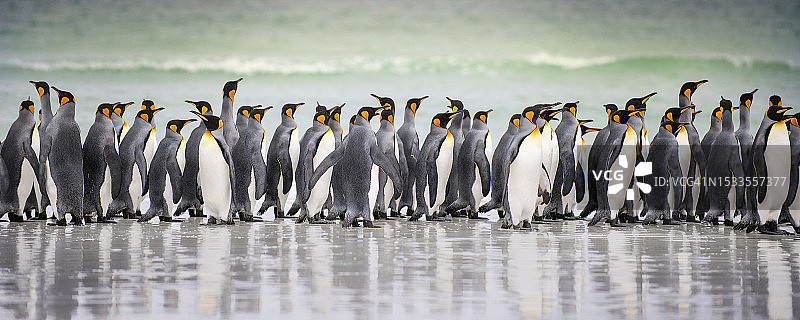 福克兰群岛志愿岬的帝企鹅和绿色海浪的壮丽全景图片素材