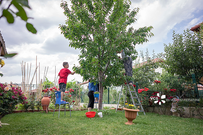 幸福家庭在后院采摘樱桃图片素材