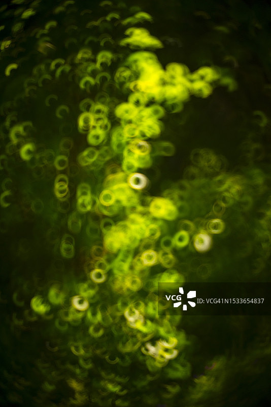 虚焦的树叶倒影图片素材