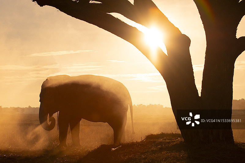 素林府的泰国象图片素材