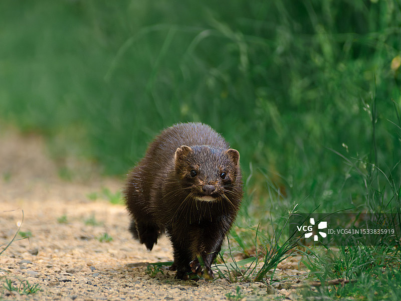 田野上的刺猬特写图片素材