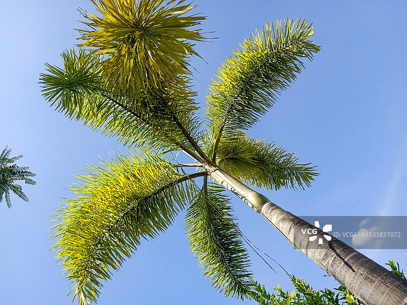 仰视蓝天下的棕榈树图片素材