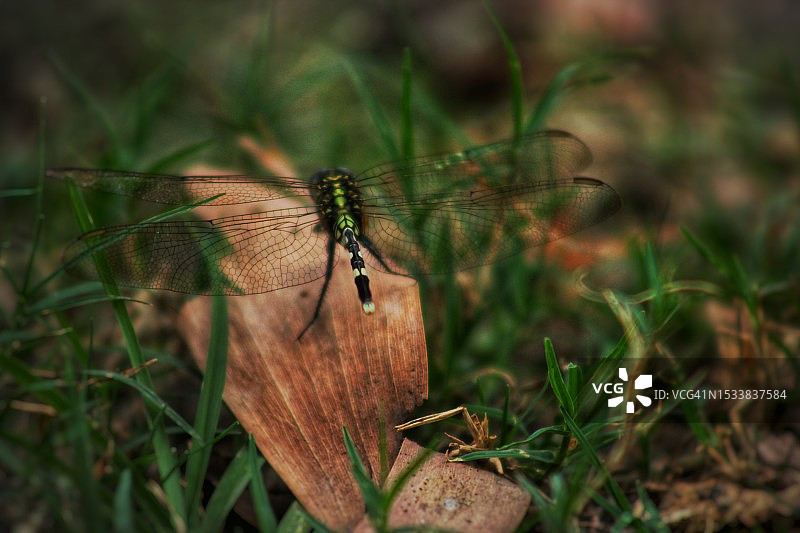 草地上的蜘蛛特写图片素材