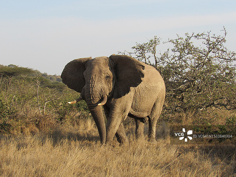 站在田野上的非洲沙漠象的侧视图图片素材
