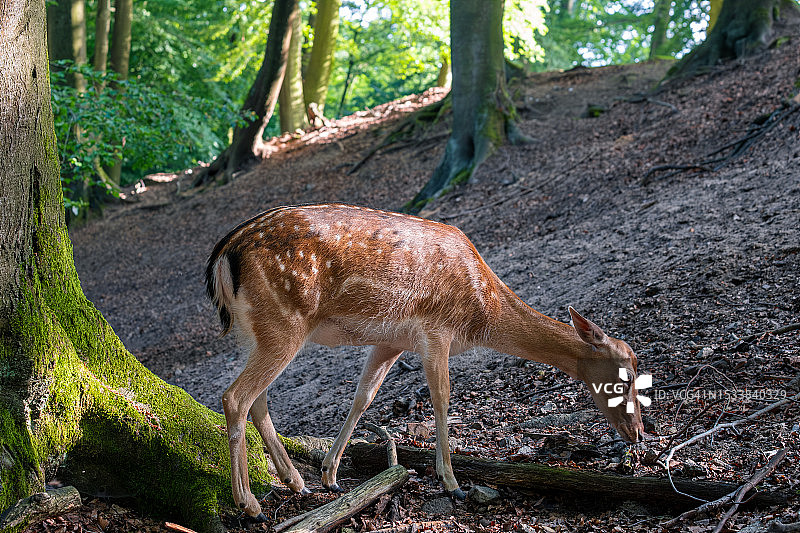 站在森林里的眉毛的侧视图图片素材