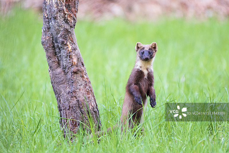 波兰，草地上狐狸的肖像图片素材