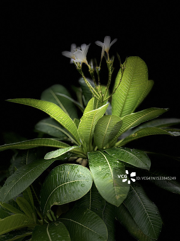 黑色背景下的植物特写图片素材