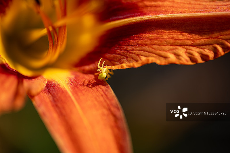 橙色花朵特写，法国图片素材