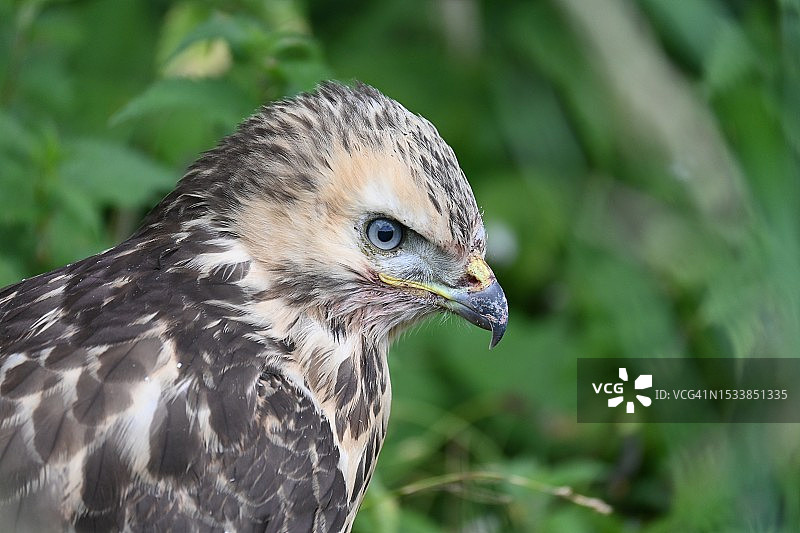 鹰的特写图片素材