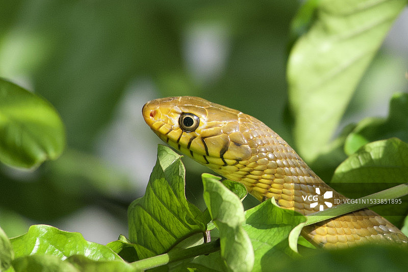 印度特伦甘纳邦海得拉巴眼镜王蛇特写图片素材