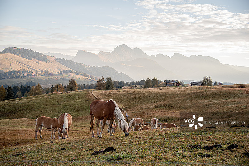 俯瞰奶牛在草地上吃草图片素材