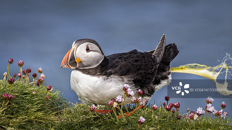 海鹦在草地上的特写图片素材
