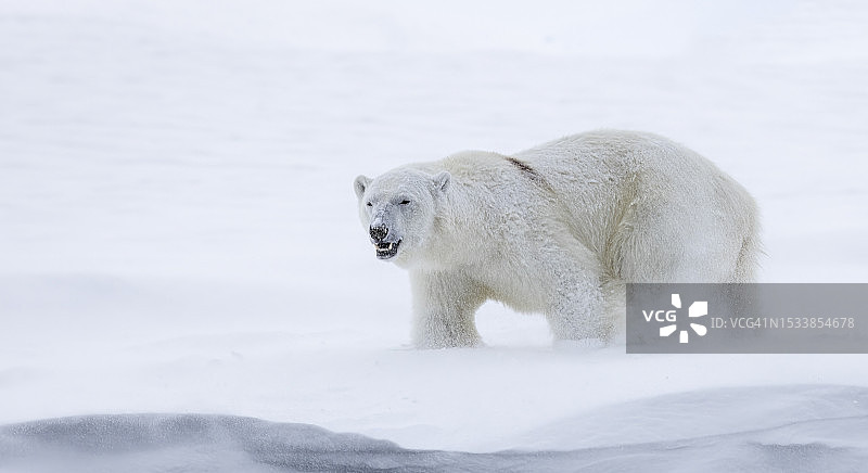 北极熊图片素材