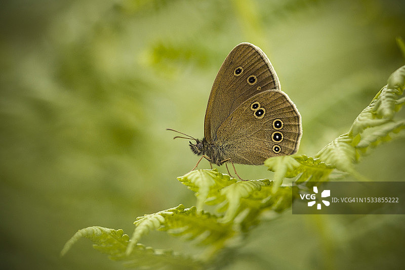 蝴蝶在植物上的特写图片素材